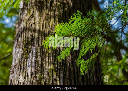 Northern White Cedar, Thuja occidentalis, alberi lungo il fiume Chippew nella riserva Sylvan Solace vicino al monte Pleasant, Michigan, Stati Uniti Foto Stock