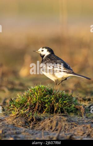 Primo piano del vagone pied (Motacilla alba) Foto Stock