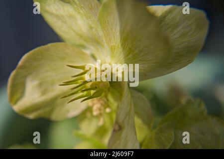 Pistil di Natale rosa in dettaglio Foto Stock