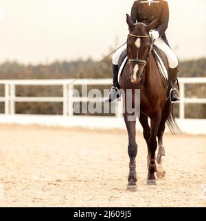 Cavallo dressage classico. Ritratto cavallo rosso in allenamento. Sport equestre. Vista frontale. Sport stallone nella briglia. La gamba del pilota in Foto Stock