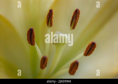 Macro shot di giglio giallo Close-up Foto Stock