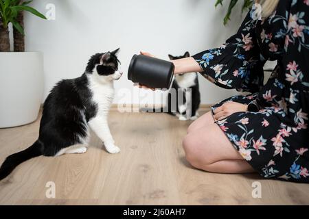 vista laterale di una donna animale domestico proprietario inginocchiarsi sul pavimento mostrando vuoto vaso di trattamento per il suo gatto Foto Stock