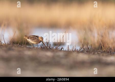 Snipe (Gallinago gallinago) in piedi sul bordo dell'acqua Foto Stock
