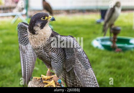 Un falco peregrino su un persico che si allunga per le ali prima di essere volato ad un'esposizione di falconeria. Foto Stock