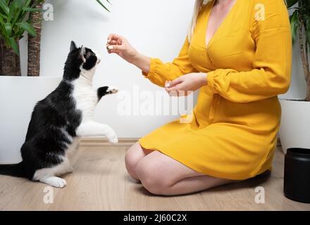 giovane donna animale domestico proprietario inginocchiarsi sul pavimento nutrendo il gatto di tuxedo affamato con le delizie Foto Stock