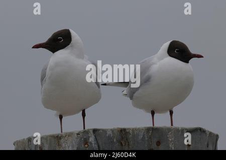 disputa tra gabbiani a testa nera che si posano su un palo Foto Stock