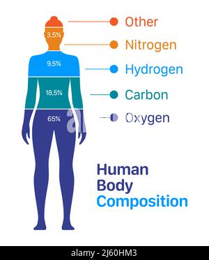 Illustrazione vettoriale del grafico di composizione del corpo della donna. Elenco percentuale degli elementi chimici contenuti in un corpo umano. Illustrazione Vettoriale