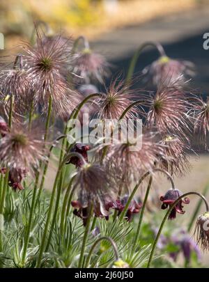 Pulsatilla rubra, noto anche come pastellaio rosso: Groppa che forma la pianta di rockery alpina con fiori rossi che poi si trasformano in teste di semi molli e piume. Foto Stock