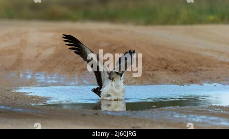 Aquila Marziale ( Polemaetus bellicosus ) Parco transfrontaliero di Kgalagadi, Sudafrica Foto Stock