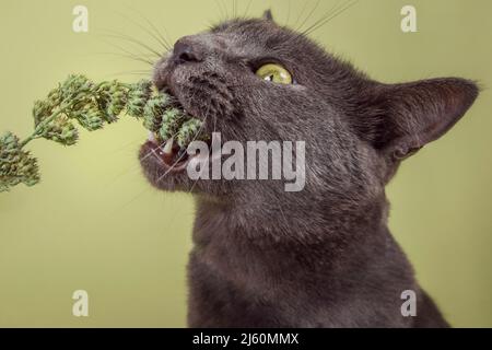 Ritratto moderno studio di un gatto che mangia entusiasticamente un germoglio di gatto. Foto Stock