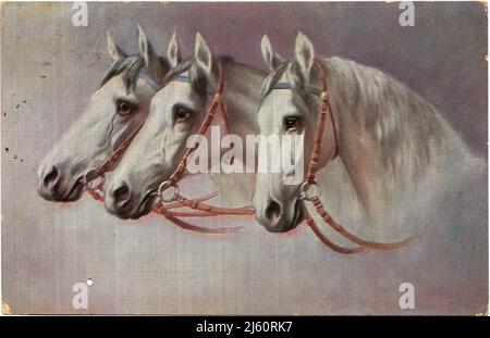 Pferde Horses cartolina Germania German vintage greeting carte postale Gruss aus Deutschland saluti dalla Germania. 3 cavalli bianchi. Foto Stock