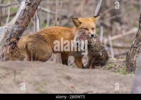 Volpe rossa con coniglio di cottontail prey orientale. Foto Stock