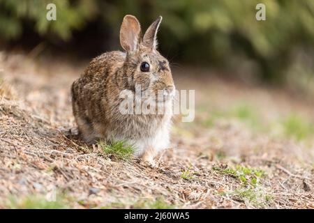 coniglietto di cottontail orientale all'inizio della primavera Foto Stock