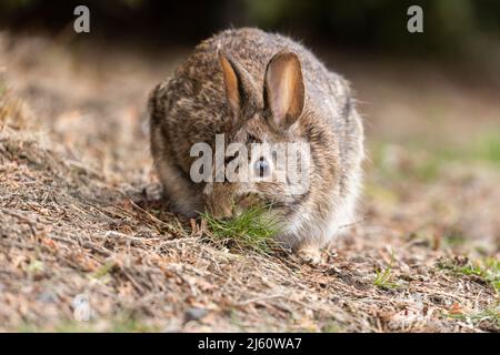 coniglietto di cottontail orientale all'inizio della primavera Foto Stock