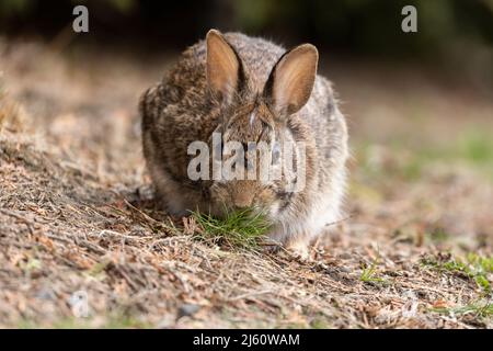 coniglietto di cottontail orientale all'inizio della primavera Foto Stock