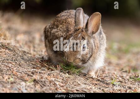 coniglietto di cottontail orientale all'inizio della primavera Foto Stock