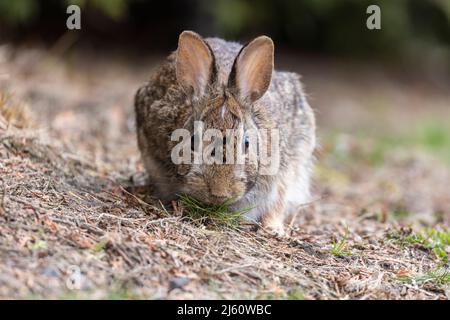 coniglietto di cottontail orientale all'inizio della primavera Foto Stock