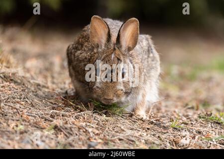 coniglietto di cottontail orientale all'inizio della primavera Foto Stock