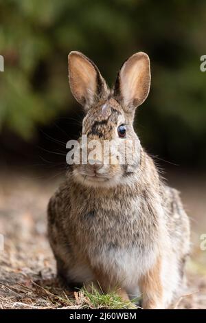 coniglietto di cottontail orientale all'inizio della primavera Foto Stock