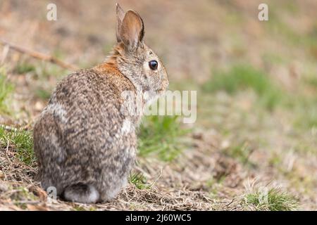 coniglietto di cottontail orientale all'inizio della primavera Foto Stock