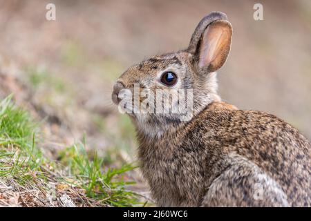 coniglietto di cottontail orientale all'inizio della primavera Foto Stock