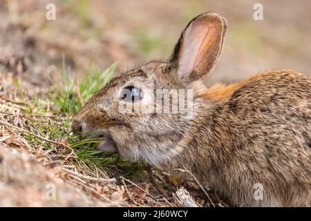 coniglietto di cottontail orientale all'inizio della primavera Foto Stock