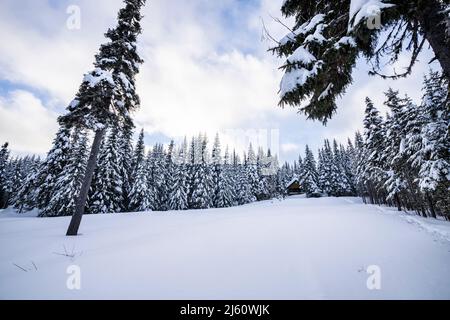Neve inverno alberi foresta in mattina freddo e nuvoloso. Foto Stock