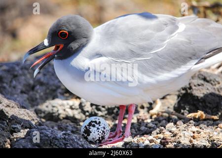 Gabbiano a coda di rondine (Larus furcatus) nidificato su South Plaza Island, Galapagos National Park, Ecuador. Foto Stock