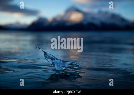 Formazione di ghiaccio di whispy sul lago di Abraham Nordegg con le montagne sullo sfondo durante l'alba Foto Stock