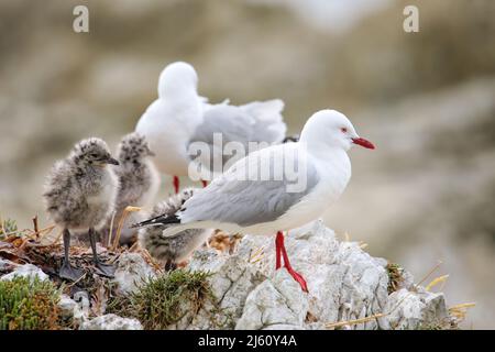 Rosso-fatturati gabbiano con piccoli pulcini, Kaikoura peninsula, South Island, in Nuova Zelanda. Questo uccello è nativo di Nuova Zelanda. Foto Stock