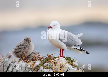 Rosso-fatturati gabbiano con piccoli pulcini, Kaikoura peninsula, South Island, in Nuova Zelanda. Questo uccello è nativo di Nuova Zelanda. Foto Stock