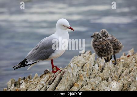 Rosso-fatturati gabbiano con piccoli pulcini, Kaikoura peninsula, South Island, in Nuova Zelanda. Questo uccello è nativo di Nuova Zelanda. Foto Stock