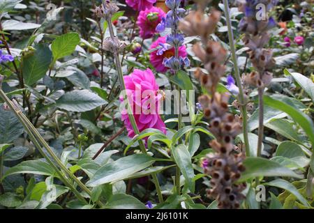 Un'ape sta raccogliendo polline da un dahlia rosa brillante tra un mare di foglie. Foto Stock