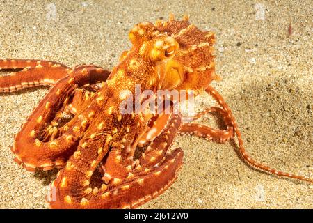 Il polpo ornato o notturno, Callistoctopus ornatus, si trova solo di notte dove finisce la barriera corallina e inizia la sabbia. Hawaii. Foto Stock