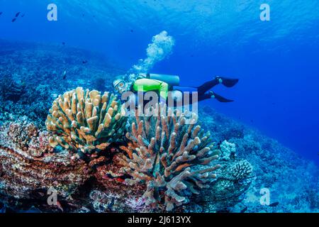 Il famoso artista marino delle Hawaii Robert Lyn Nelson (MR) raffigurato con stand di formella e damselfish domino hawaiano, Dascyllus albisella, endemico di Hawa Foto Stock