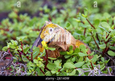 Galapagos terra iguana (Conolophus subcristate) mangiare fiori su South Plaza Island, Galapagos National Park, Ecuador. È endemico per le Galapagos Foto Stock