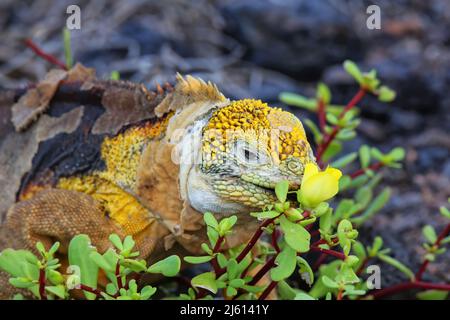 Galapagos terra iguana (Conolophus subcristate) mangiare fiori su South Plaza Island, Galapagos National Park, Ecuador. È endemico per le Galapagos Foto Stock