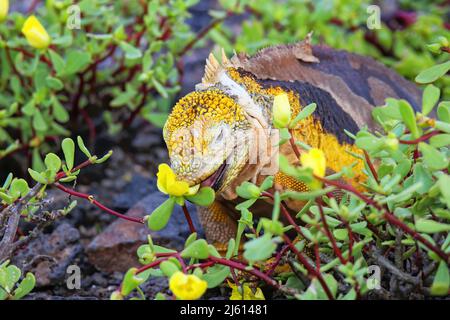 Galapagos terra iguana (Conolophus subcristate) mangiare fiori su South Plaza Island, Galapagos National Park, Ecuador. È endemico per le Galapagos Foto Stock