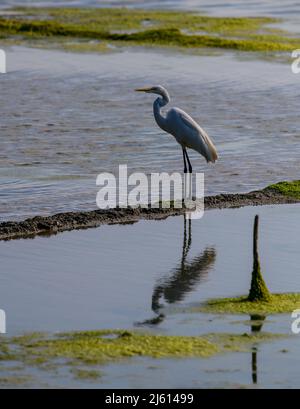 Grande Egret bianco volare e combattere, Un bellissimo illuminante scatto di vite vissuta in gran parte sull'ala e l'acqua!! Foto Stock