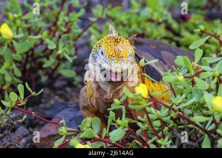 Galapagos terra iguana (Conolophus subcristate) mangiare fiori su South Plaza Island, Galapagos National Park, Ecuador. È endemico per le Galapagos Foto Stock