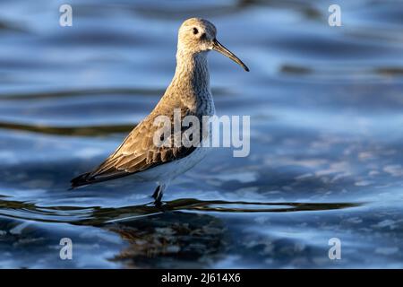 Dunlin (Calidris alpina) non-riproduttore adulto alla Laguna di Esquimalt - Colwood, vicino a Victoria, Vancouver Island, British Columbia, Canada Foto Stock