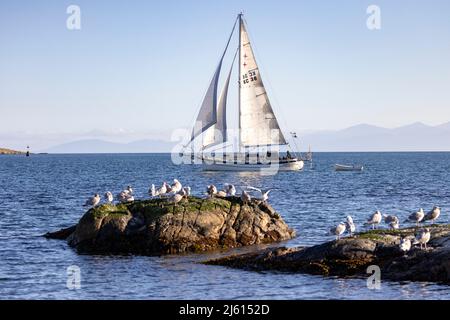 Barca a vela al largo della costa di Oak Bay - vicino Victoria, Vancouver Island, British Columbia, Canada Foto Stock