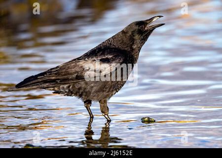 American Crow (Corvus brachyrhynchos) - a Cattle Point in Uplands Park, Oak Bay. Vicino a Victoria, Vancouver Island, British Columbia, Canada Foto Stock