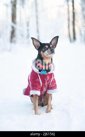 Cane in un maglione, e un cappotto di pelle di pecora, in una foresta invernale. Foto Stock