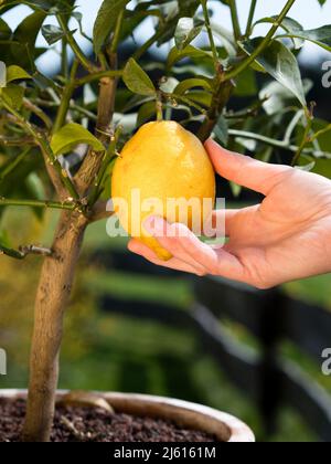 mano del giardiniere che tocca il limone maturo su un albero - che raccoglie i limoni maturi freschi nel giardino soleggiato dell'albero del limone Foto Stock