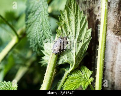 la foto mostra un primo piano di uno schermo a chiazze che risucchia su una foglia Foto Stock