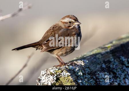 Canzone Sparrow (Melospiza melodia) - a Cattle Point in Uplands Park, Oak Bay. Vicino a Victoria, Vancouver Island, British Columbia, Canada Foto Stock