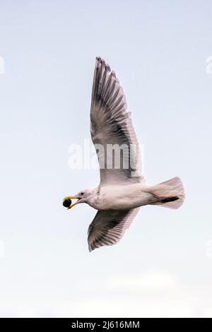 Gull alare glaucous (Larus glaucescens) in volo - Laguna di Esquimalt - Colwood, vicino Victoria, Vancouver Island, British Columbia, Canada Foto Stock