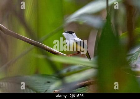 Manakina bianca (Manacus candei) maschio - la Laguna del Lagarto Eco-Lodge, Boca Tapada, Costa Rica Foto Stock