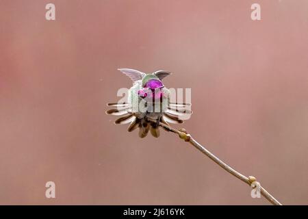 Hummingbird di Anna (Calypte anna) maschio Stretching - Royal Roads University - Colwood, vicino Victoria, Vancouver Island, British Columbia, Canada Foto Stock